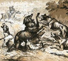Death struggle (1875), Henry Hope Crealock Deathstrugglewolf.png