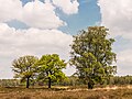 * Nomination: Deelerwoud, (the eastern part.) Two oaks and a birch with emerging young leaves. --Famberhorst 04:32, 10 June 2024 (UTC) * * Review needed