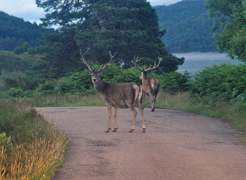 File:Deer in Glen Affric.JPG