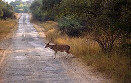 Cerf dans la réserve de Sariska.jpg