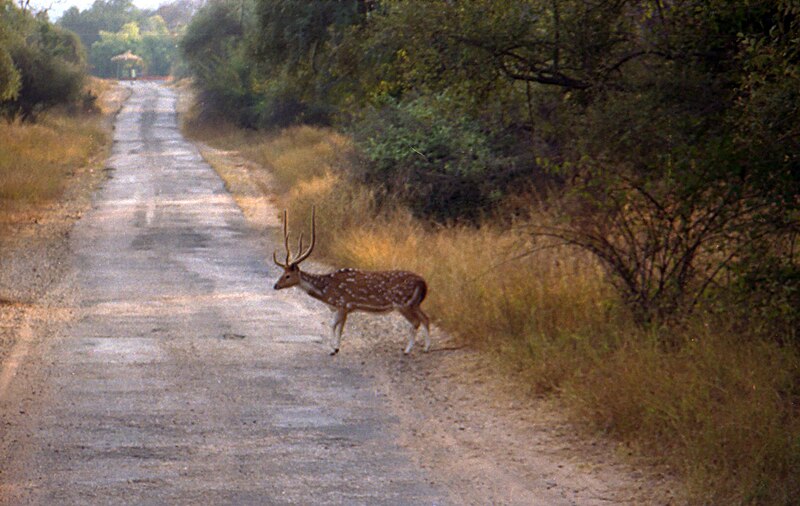 File:Deer in Sariska Reserve.jpg