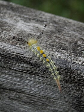 Definite Tussock Moth (Orgyia definita), Larva