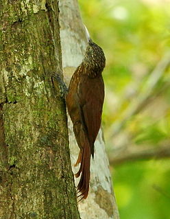 Zimmers woodcreeper Species of bird