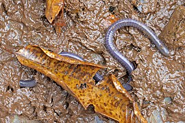 Dermophis parviceps (Q1941673)