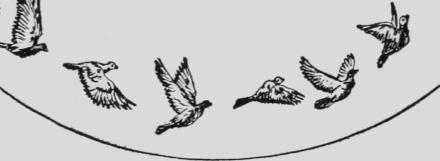 Animation of flying pigeons