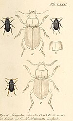 Miniatura para Harpalus calceatus