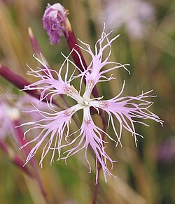 Dianthus superbus 140805. jpg