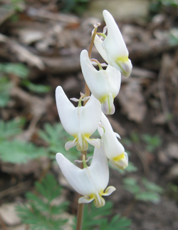 Keijunpikkusydän (Dicentra cucullaria)