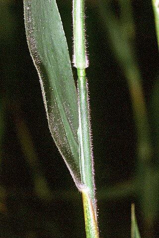 <i>Dichanthelium scoparium</i> Species of plant