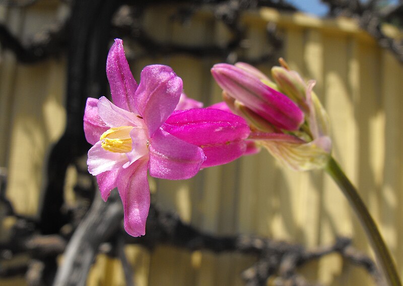 File:Dichelostemma-pinkdiamond.jpg