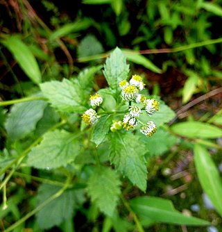 <i>Dichrocephala</i> Genus of plants in the family Asteraceae