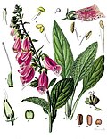 Miniatura para Digitalis purpurea