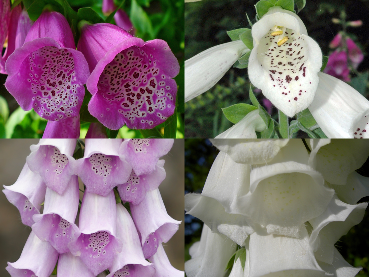 File:Digitalis purpurea phenotypes.png - Wikiмedia Coммons