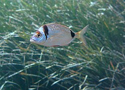 Diplodus vulgaris Elba island.jpg