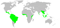 Distribución de Gymnophiona (en verde)