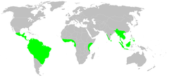 Distribution.gymnophiona.2.png