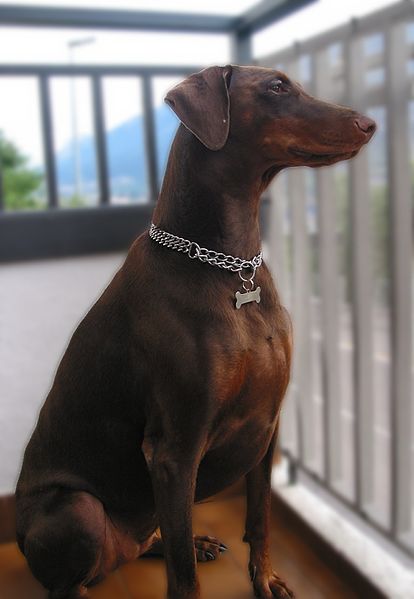 File:Dobermann01.JPG