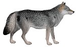 Cães, chacais, lobos e raposas (ilustração I) C. l.  pambasileus mod.jpg