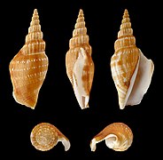 Doxander vittatus entropi (Vitate Conch), Shell