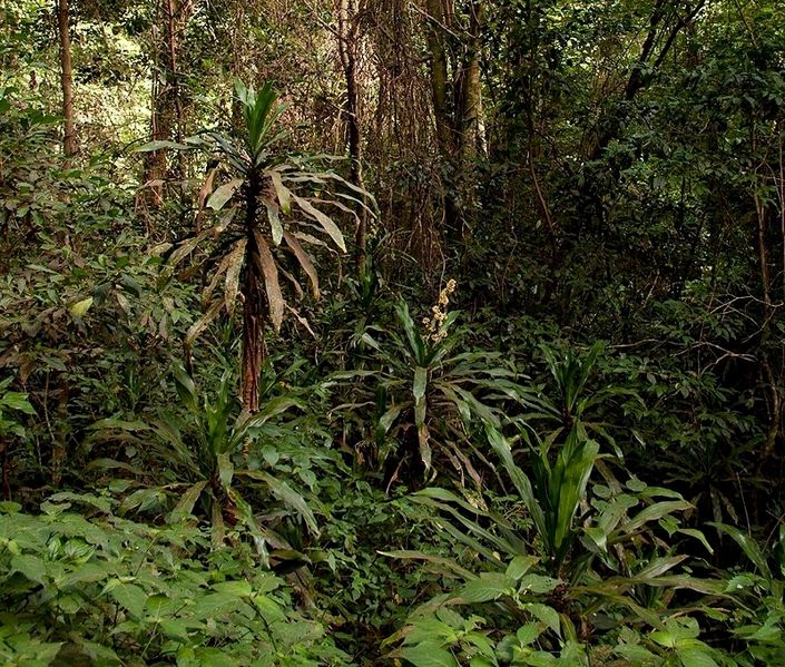 File:Dracaena fragrans, Chirinda Forest, Bart Wursten.jpg