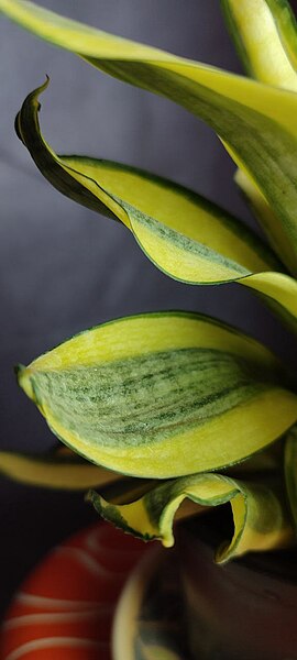 File:Dracaena trifasciata thehplants.jpg