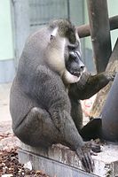 Drill (Mandrillus leucophaeus), Tierpark Hellabrunn, München