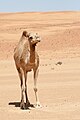 Dromedary in the Wahibah Sands, Oman