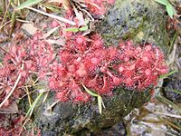 Drosera brevifolia