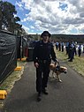 Drug Detection Dog Defqon 2017.jpg