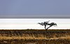 Suchá Etosha Pan.jpg