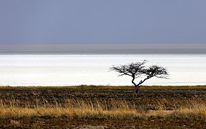 Savana, (Namibia) dhe "Tigani-Etosha" me shtresë kripe.