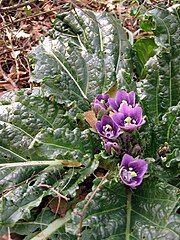 Mandragora plant