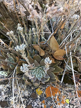 <i>Dudleya abramsii <span style="font-style:normal;">subsp.</span> affinis</i> Subspecies of plant