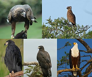 <span class="mw-page-title-main">Eagle</span> Large carnivore bird