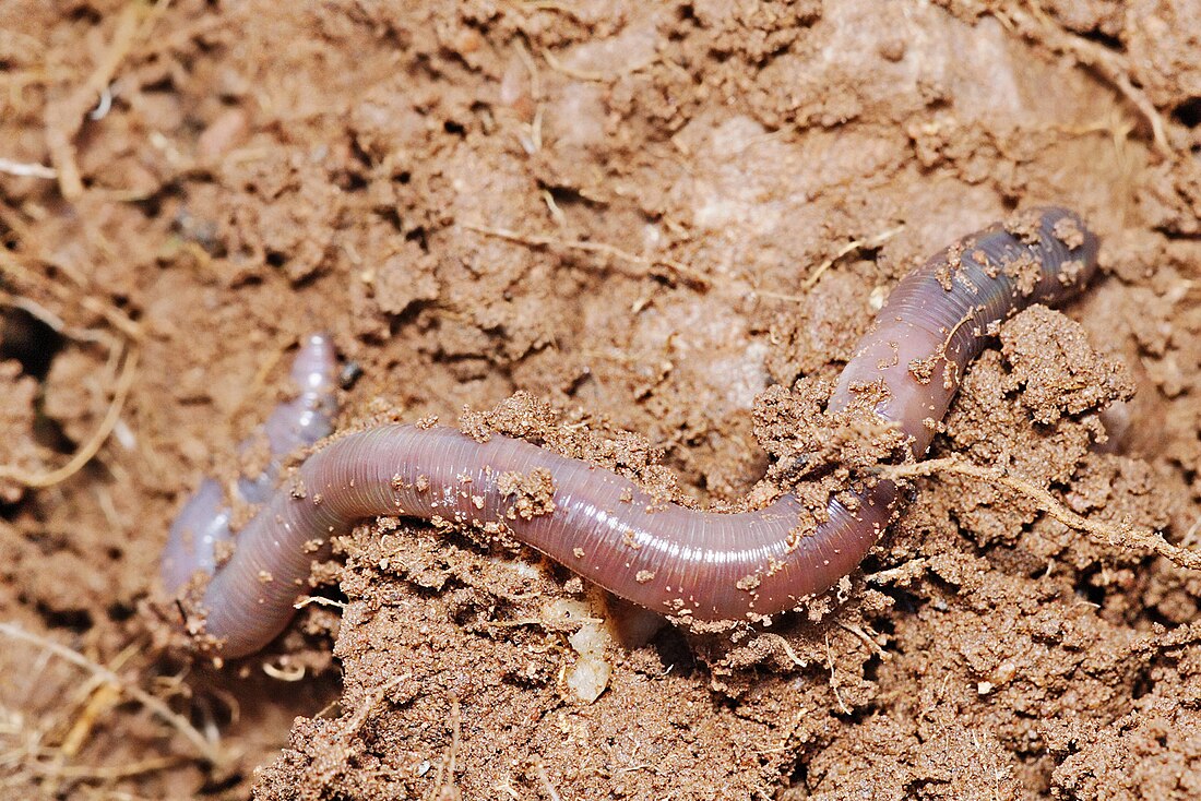 File:Earthworm.jpg