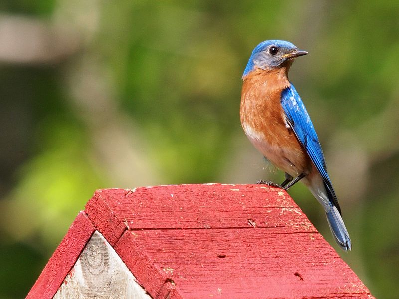 File:Eastern Bluebird-27527-6.jpg