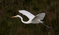 Silberreiher (Ardea alba)