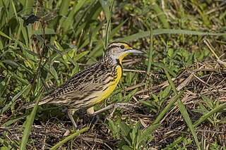 <span class="mw-page-title-main">Eastern meadowlark</span> Species of bird