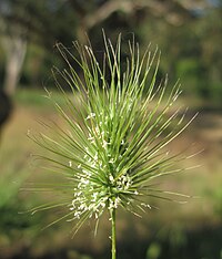 Typart Echinopogon ovatus