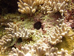 Echinostrephus molaris à Zanzibar.