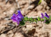   Echium cf. plantagineum (Boraginaceae) Purple Viper's Bugloss