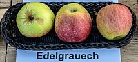 Edelgrauech jm55161.jpg