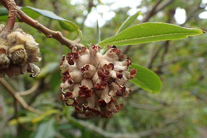 File:Edgeworthia gardneri kz01.jpg