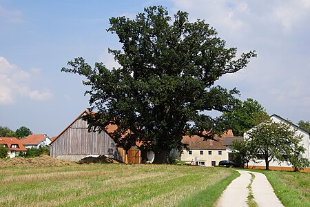 Eichenmühl Eiche Neumarkt 002