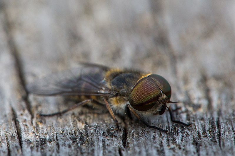 File:Eine Fliege im Hochmoor Mecklenbruch bei Silberborn.jpg