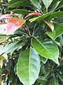 Elaeocarpus eumundi leaves close up.jpg