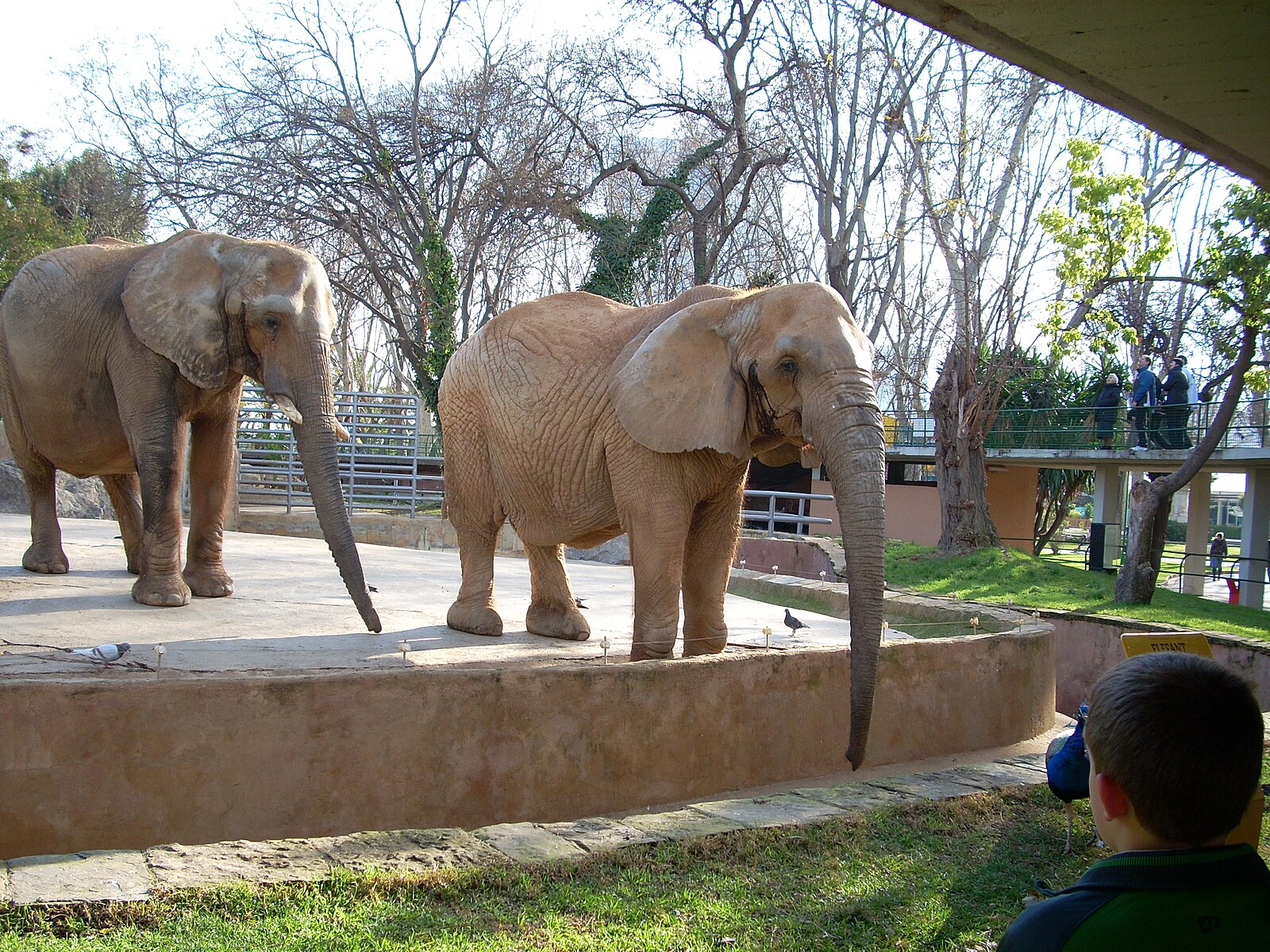 Зоо это. Африканский слон в зоопарке. Экзотик Zoo. Zoos and Circuses. Zoo with exotic animals.