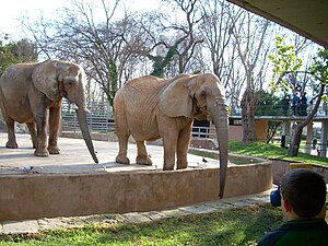 Elefante: Etimoloxía, Taxonomía, Anatomía e morfoloxía