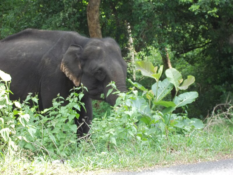 Elephant near the road