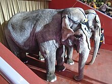 Elephants, Kazan circus (2021-02-13) 01.jpg